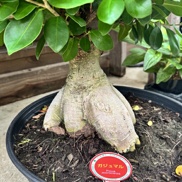楽天市場】おしゃれ 観葉植物：ガジュマル*黒セラアート : 遊恵盆栽
