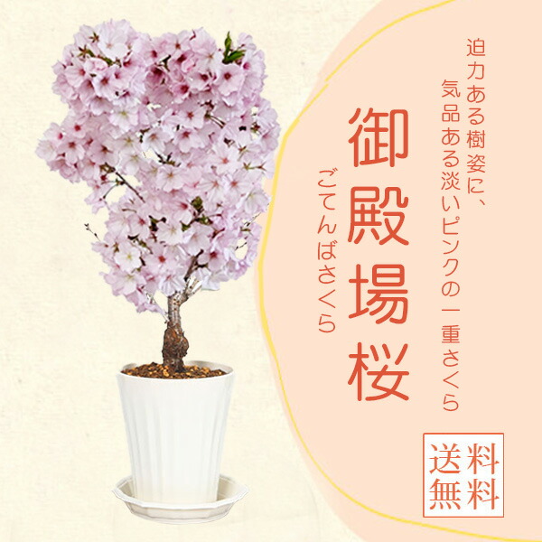 楽天市場】苗：皐月/さつき（夢花火）*サツキ : 遊恵盆栽 楽天市場店
