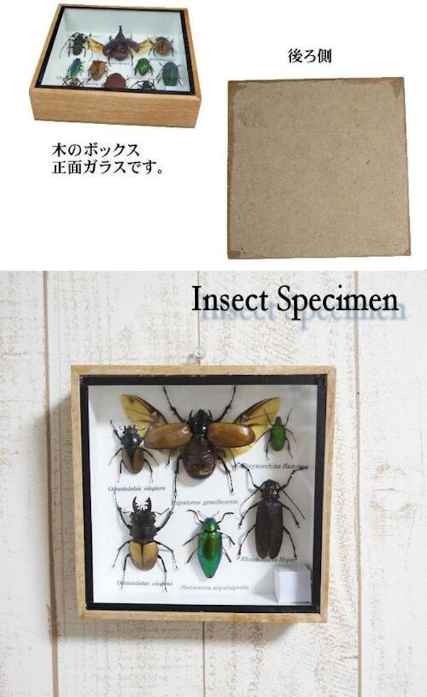 楽天市場】昆虫の標本 世界のクワガタなど 6〜9匹 (小) : まんまる