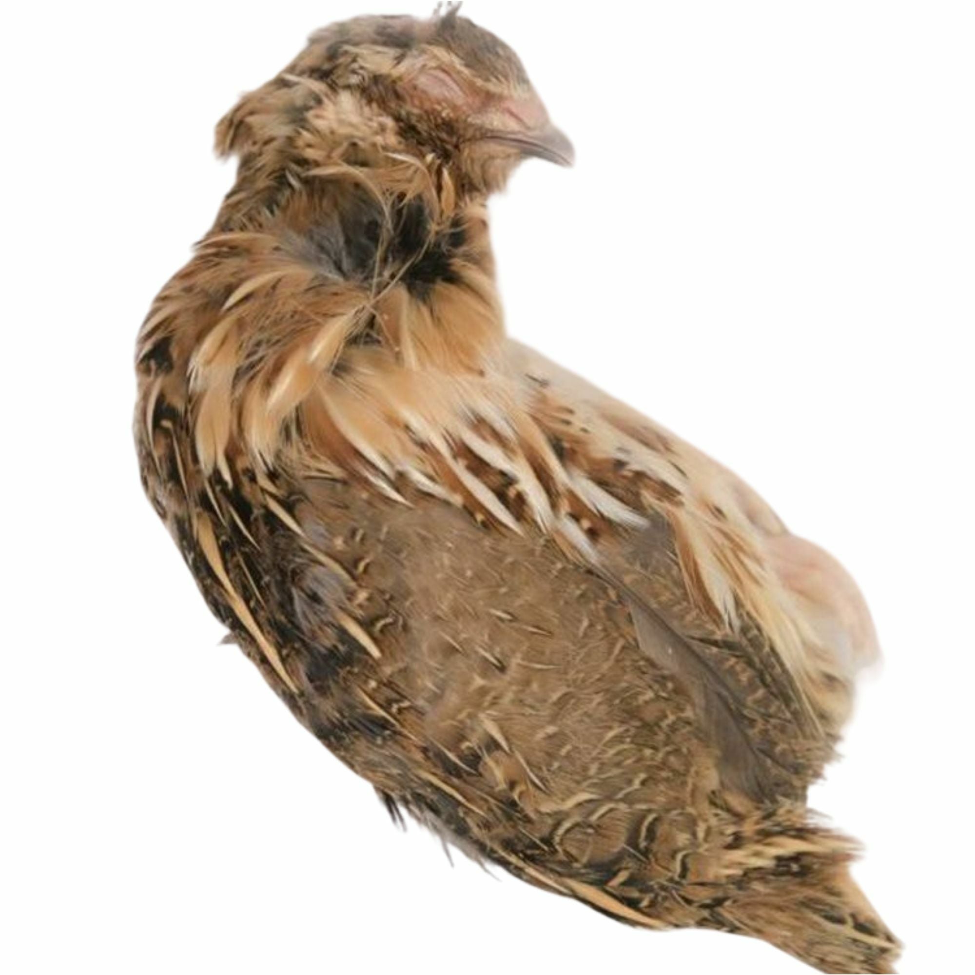 冷凍ウズラ | 月夜野ファームの通販