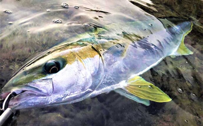 壱岐島は【異次元の釣りの楽園】 漁港で50cmアジに磯で1m超ヒラマサ