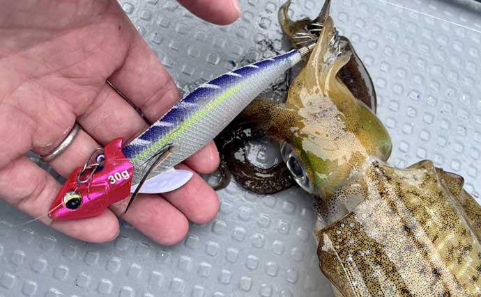 ティップランエギングは専用エギが必須？ 陸っぱり用エギ流用術を解説