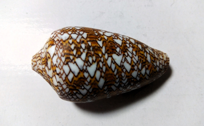 ギネス級の猛毒貝『イモガイ』を食べみた 極めて不快な匂いでとても