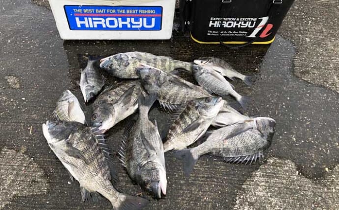 夏はフカセでチヌ数釣りのチャンス！」40cm超え含みチヌ12枚をキャッチ