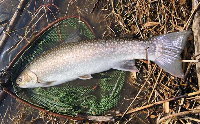 アメマス釣りで68cm本命キャッチ【北海道】鮭稚魚カラーの小型ジグに