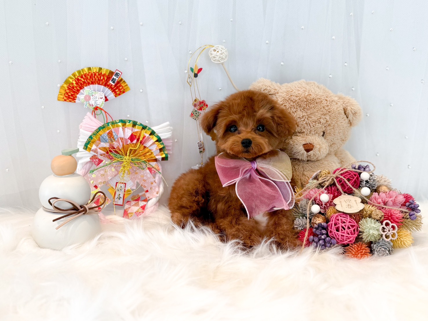 レッドフォーンちゃん | トイプードル専門店｜フェアリスリール＊福岡博多