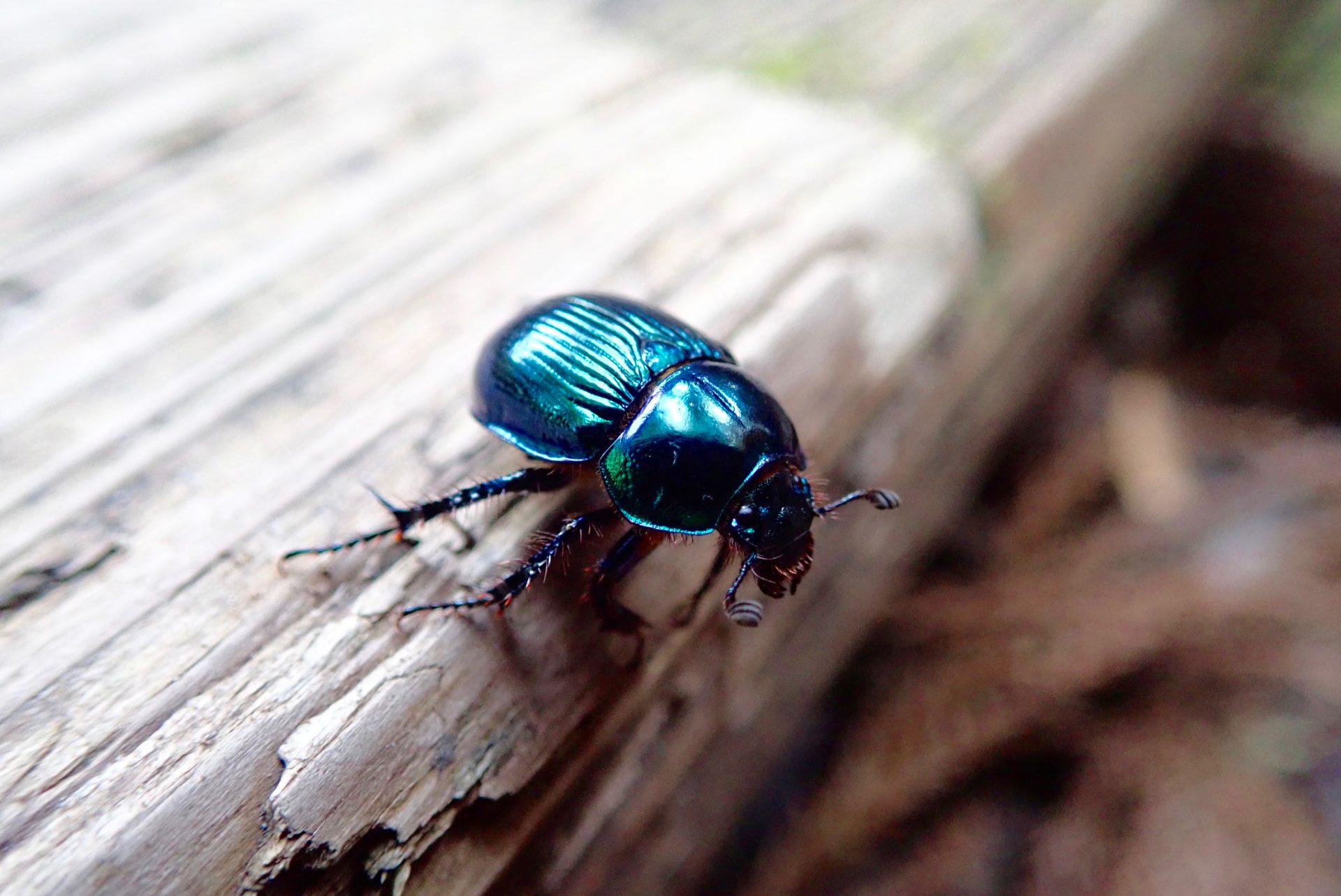 ヤクシマルリセンチコガネ – aperuy