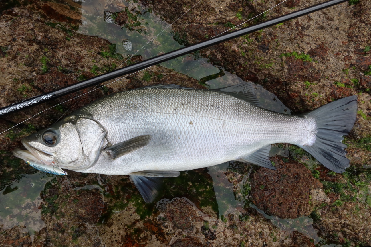 BlackAddiction1011（磯ヒラ釣行） | TRUTH JAPAN