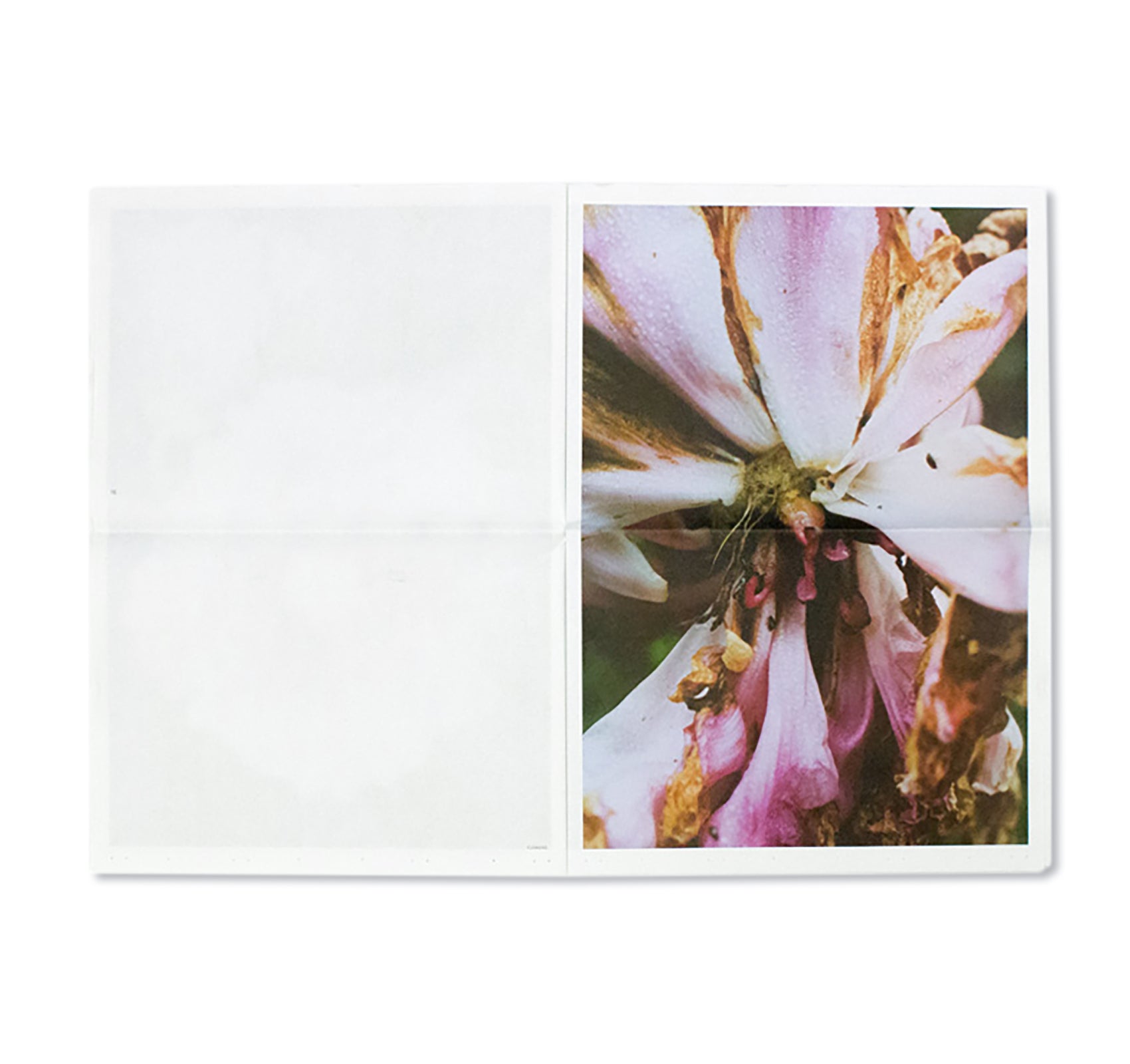 FLOWERS by Lina Scheynius – twelvebooks