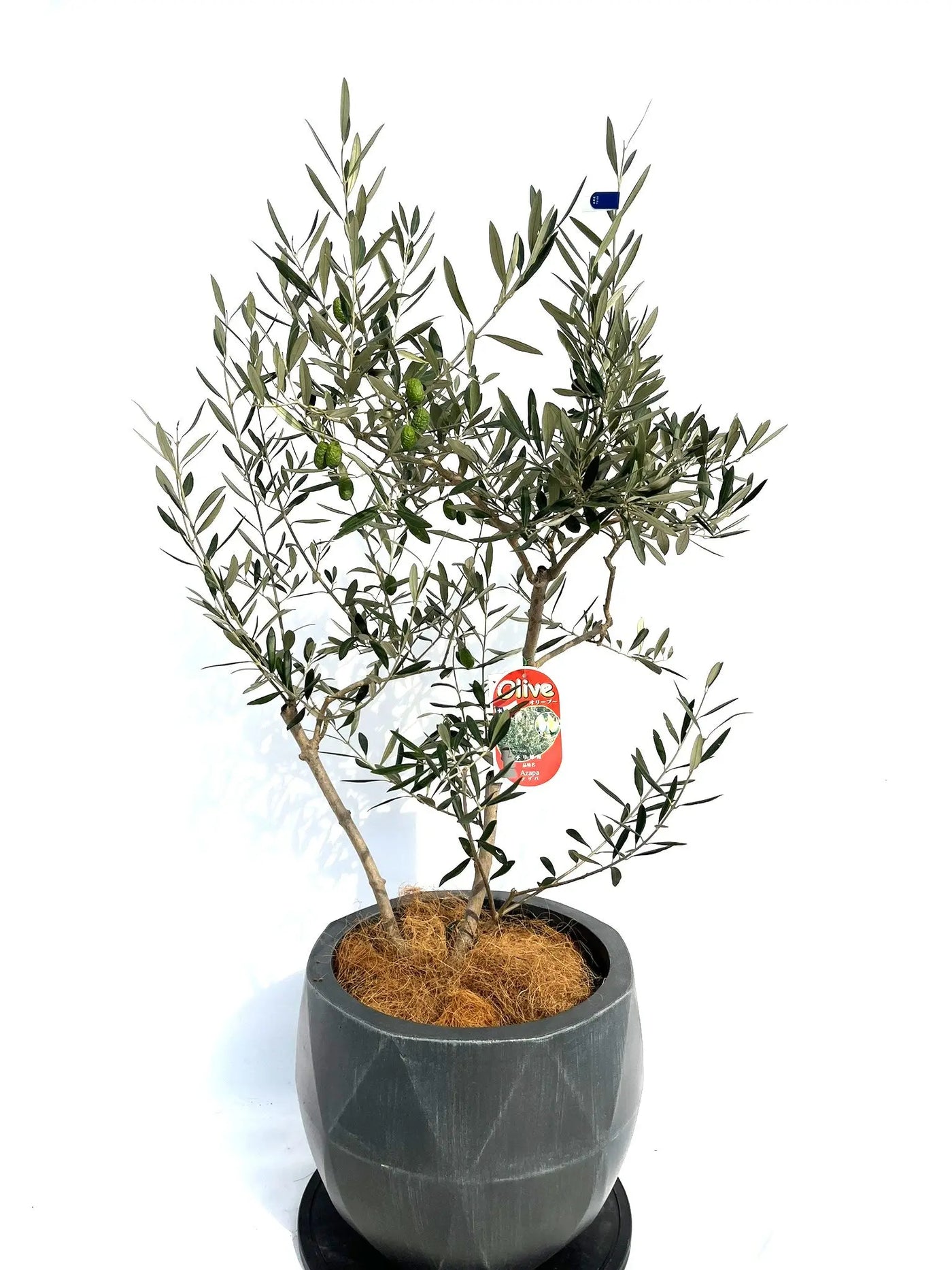 アザパ Mサイズ 約120cm NO.10258 オリーブの木 - 株式会社鶴亀園