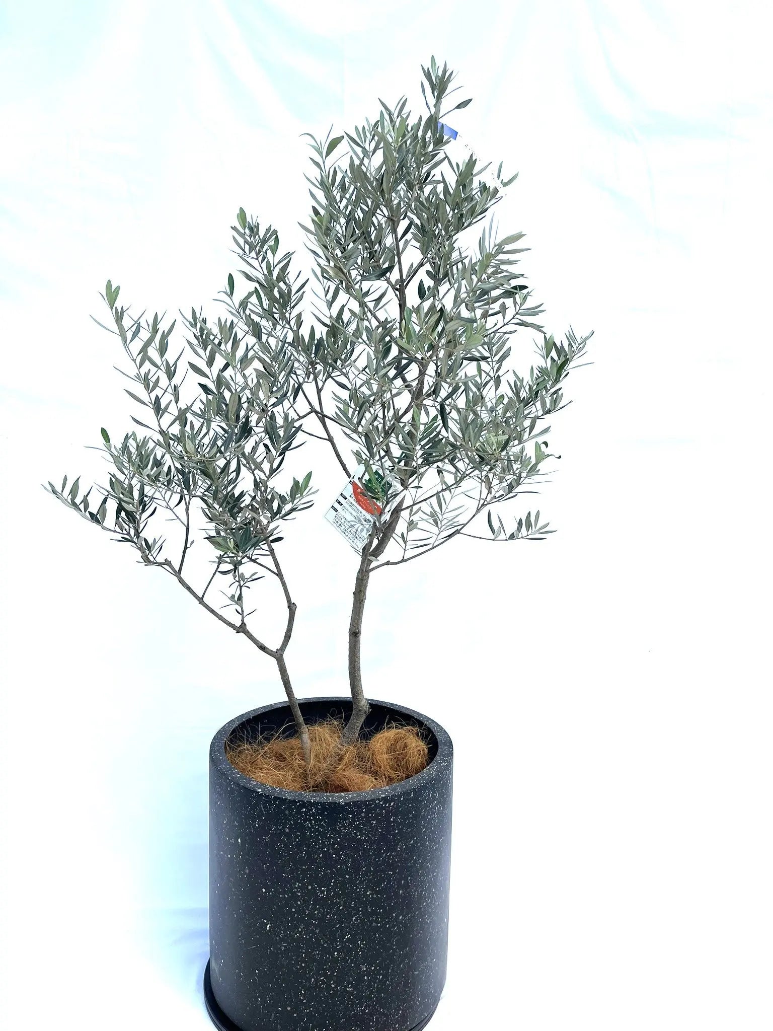 ホジブランコ Lサイズ 約140cm NO.10277 オリーブの木 - 株式会社鶴亀園