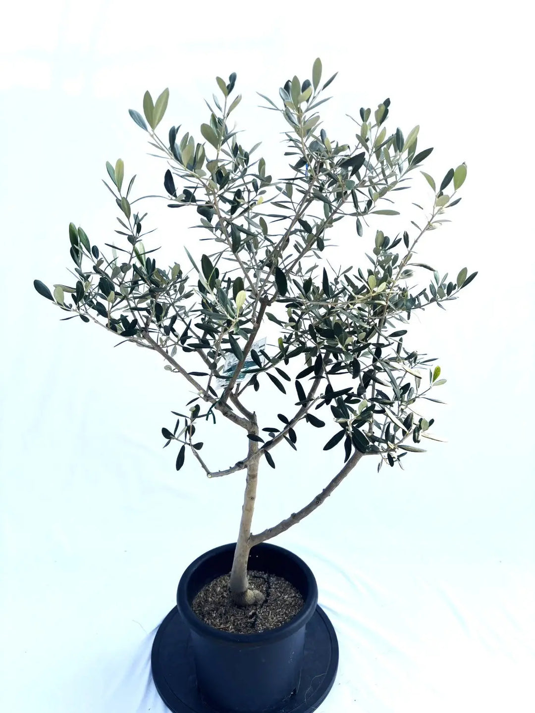 ルッカ Mサイズ 約110cm NO.10349 オリーブの木 - 株式会社鶴亀園