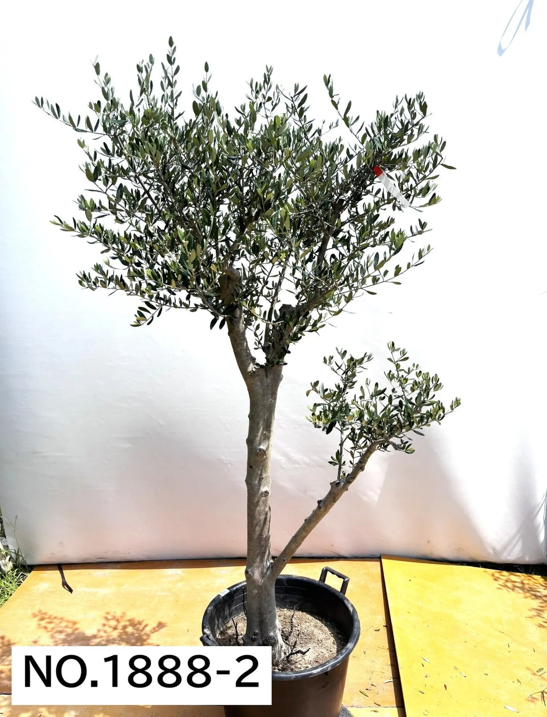 法人限定】ルッカ（オリーブの木）｜XL｜NO.1888｜約200cm｜人気・寒冷