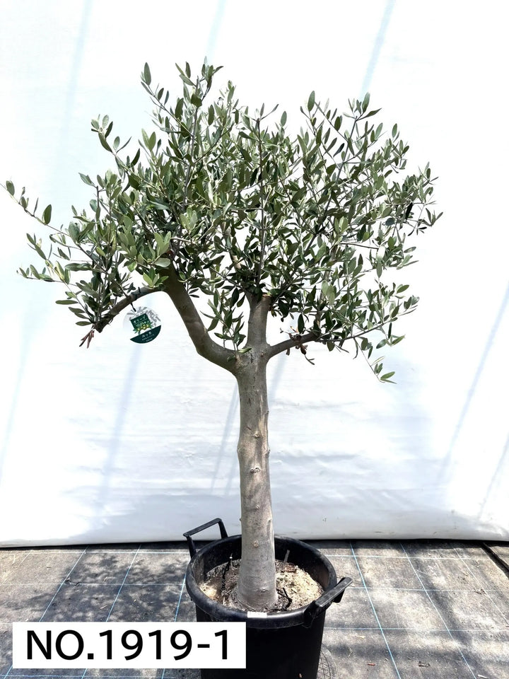 1919_1_720x.jpg?v=1753117552