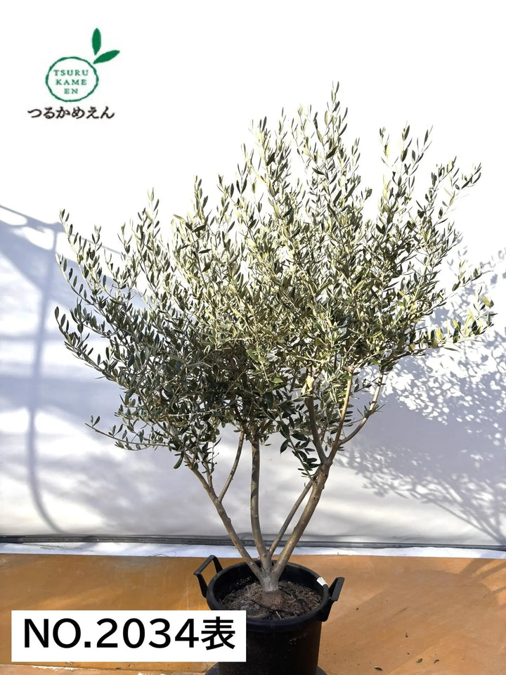 NEWコレッジョラ（オリーブの木）｜XLサイズ｜NO.2034｜約170cm｜寒冷