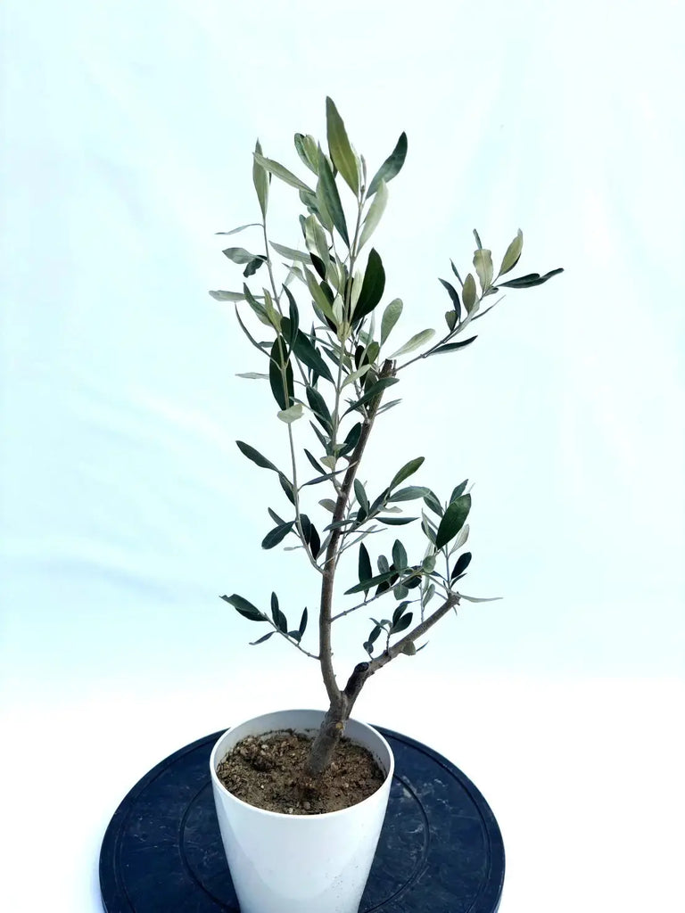 IMG_5675_1024x1024.jpg?v=