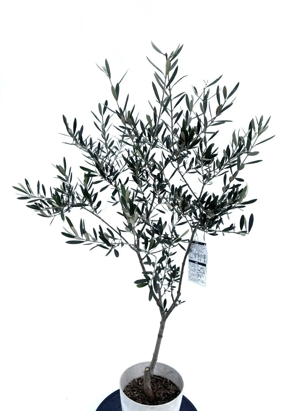アメリカン Sサイズ 約120cm NO.10419 オリーブの木 - 株式会社鶴亀園
