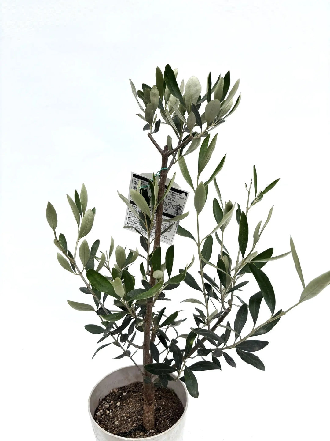 カラマタ XSサイズ 約70cm K-120 オリーブの木 希少品種 - 株式会社鶴亀園