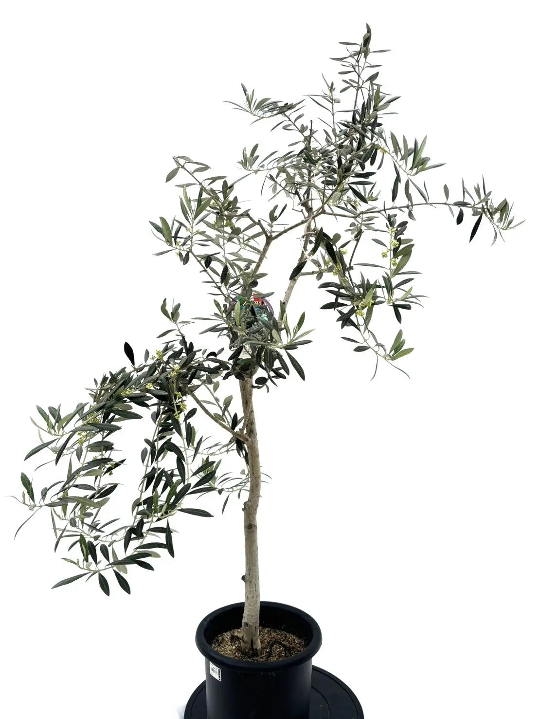 ワラサ Mサイズ 約145cm NO.10495 オリーブの木 希少品種 - 株式会社鶴亀園