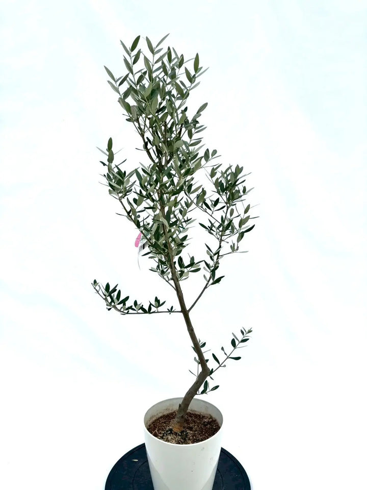 NO.10560-2_720x.jpg?v=1753114833