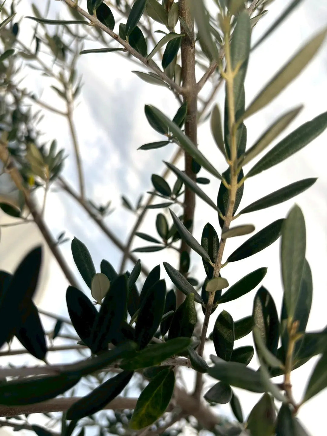 NEWマンザニロ（オリーブの木）｜Mサイズ｜NO.10693｜約165cm｜ 人気