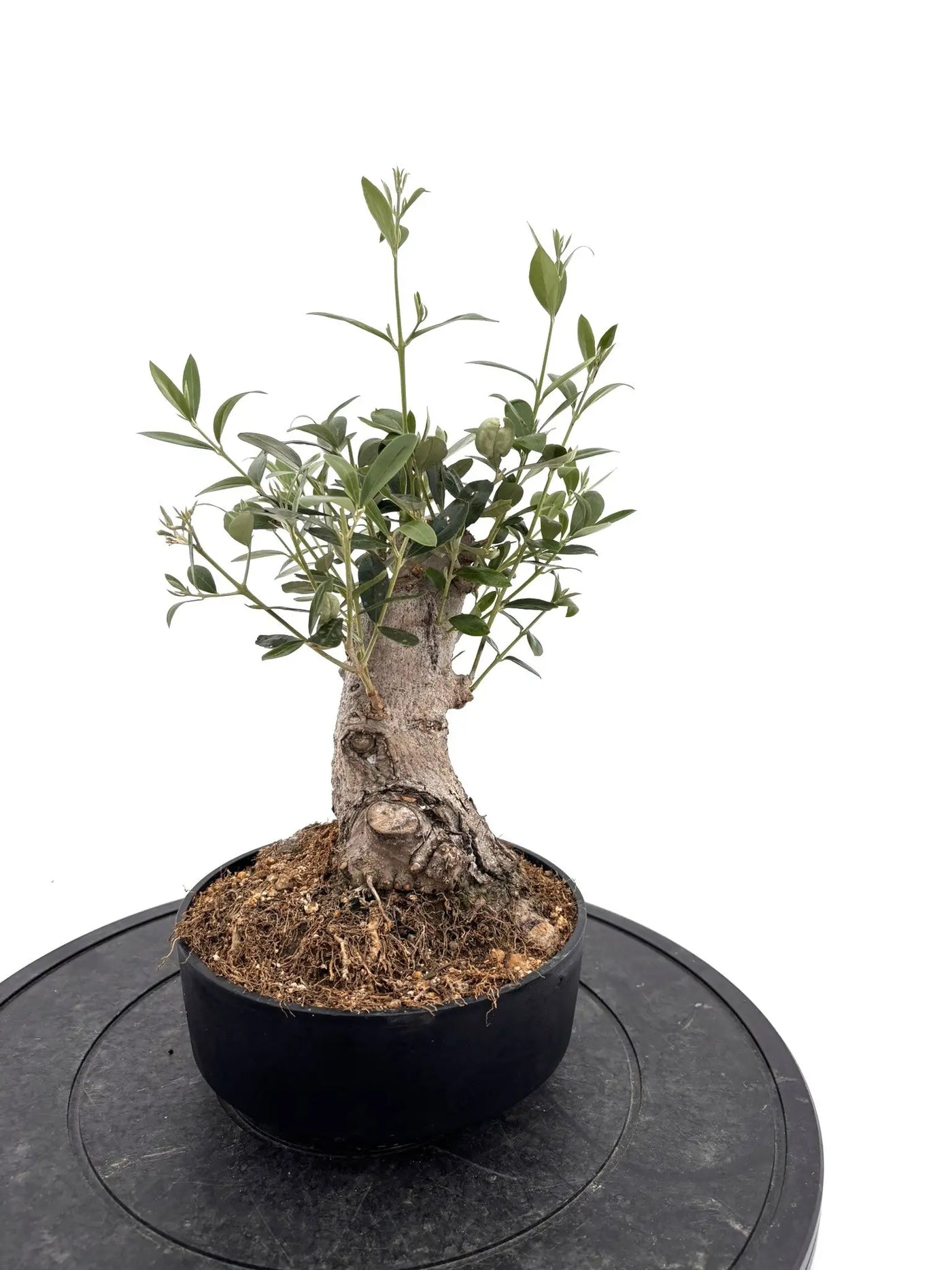 盆栽風オリーブ｜XSサイズ（6号）｜No.10730｜太幹の現品販売｜鶴亀園