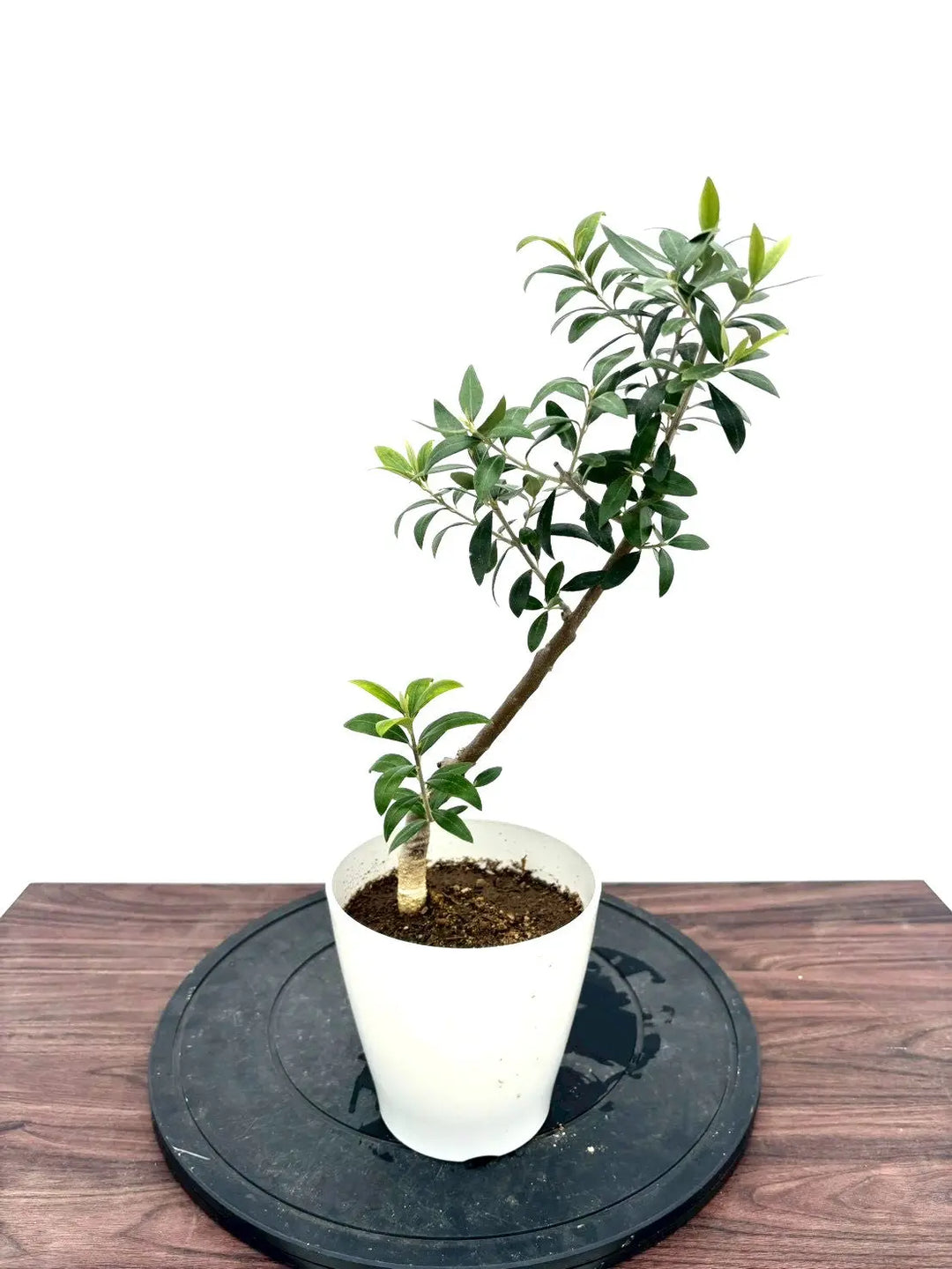 希少品種 - 株式会社鶴亀園