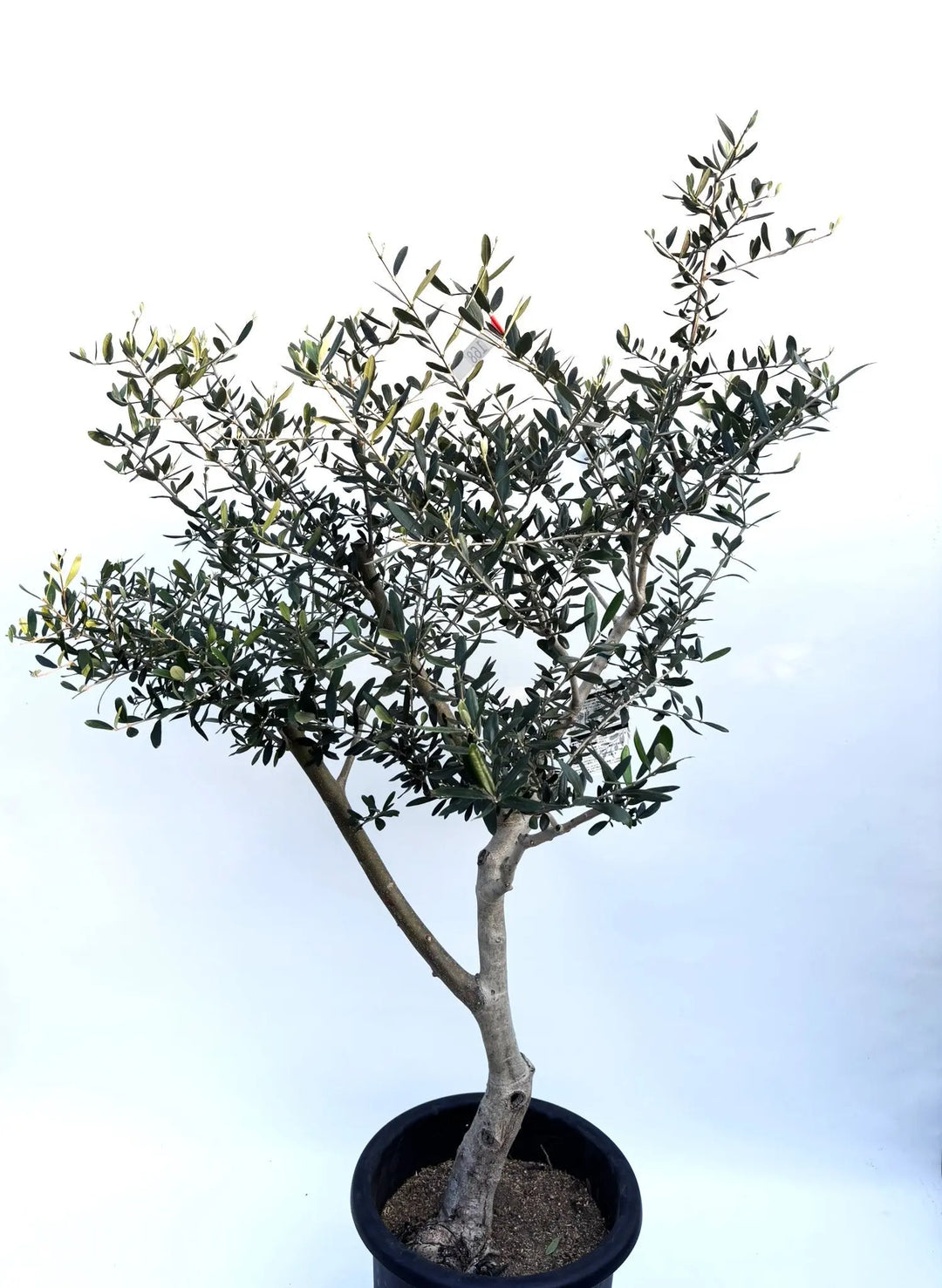 ルッカ Lサイズ 約140cm K-168 オリーブの木 人気品種 - 株式会社鶴亀園