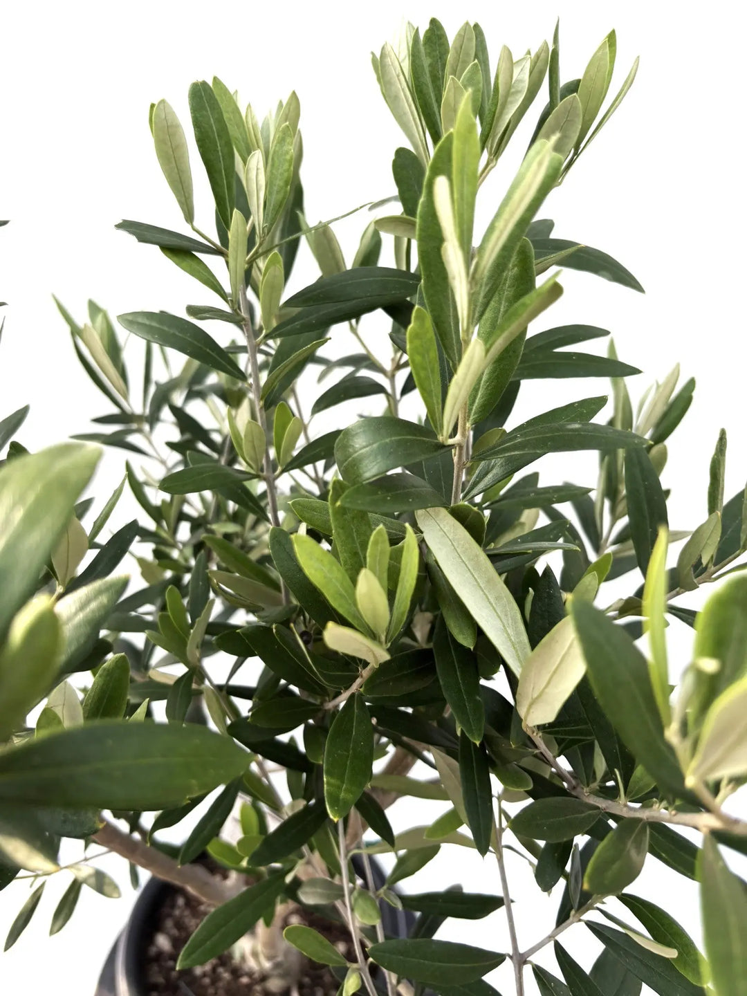 ワンセブンセブン Mサイズ 約100cm K-198 オリーブの木 - 株式会社鶴亀園