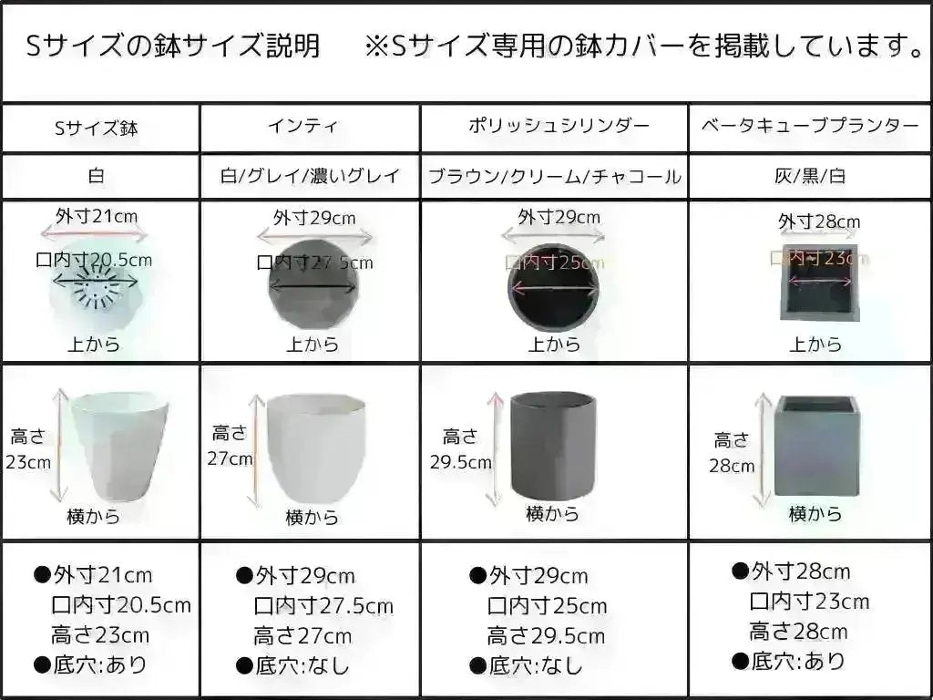 ホワイト Mサイズ 約130cm K-101 オリーブの木 希少品種 - 株式会社鶴亀園