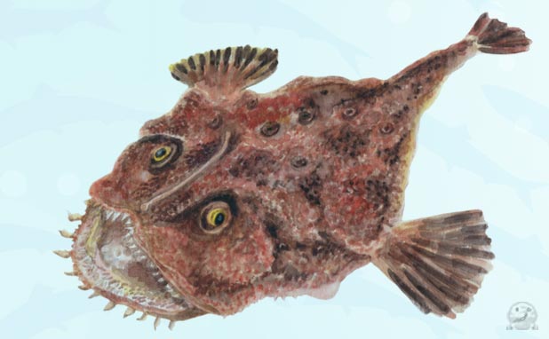 深海魚「あんこう」のユニークな見た目｜ふるさと産直村