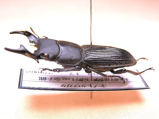 ☆セール！大阪産ネブトクワガタ♂28mm標本☆ - INSECT ULTIMA