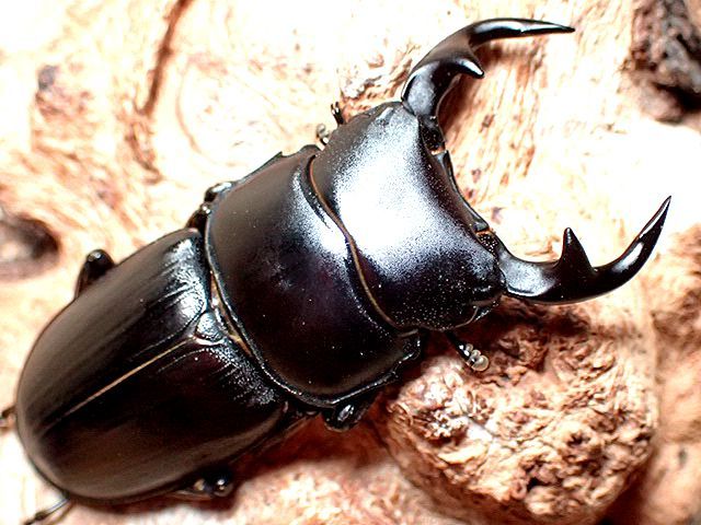 ☆WD！対馬産オオクワガタ♂48mmペア☆ - INSECT ULTIMA