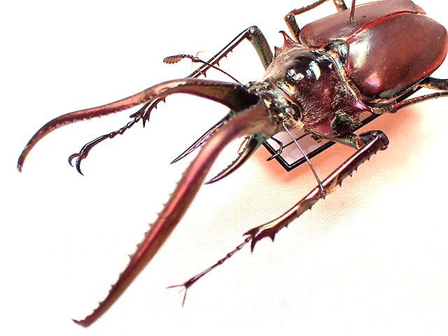 ☆グラントチリクワガタ♂66mm標本☆ - INSECT ULTIMA