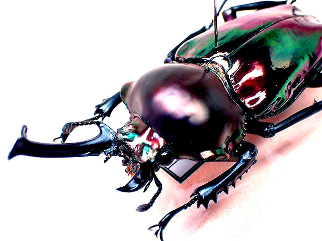☆奇形！ニジイロクワガタ♂59mm標本☆ - INSECT ULTIMA