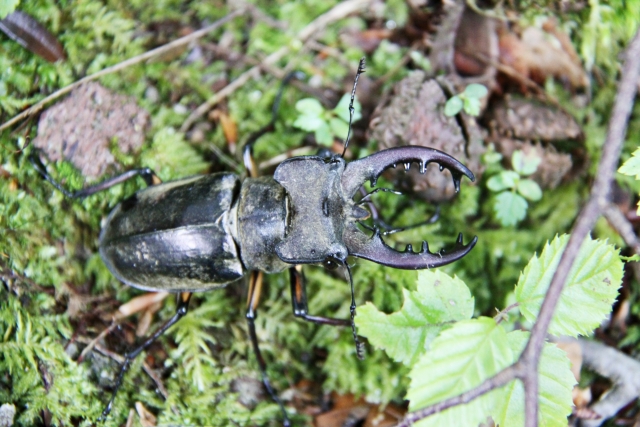 夏休みのクワガタ・カブトムシ採集】静岡市葵区梅ヶ島でミヤマを発見