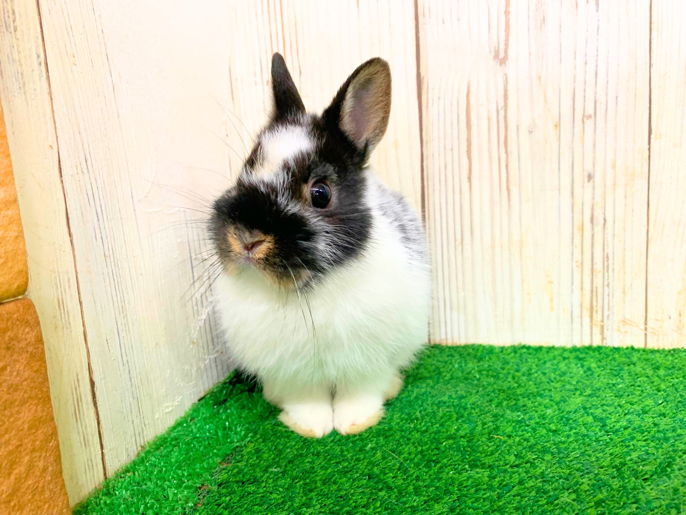 うさちゃんを探す | 2ページ目 (16ページ中) | 京都のうさぎ専門店