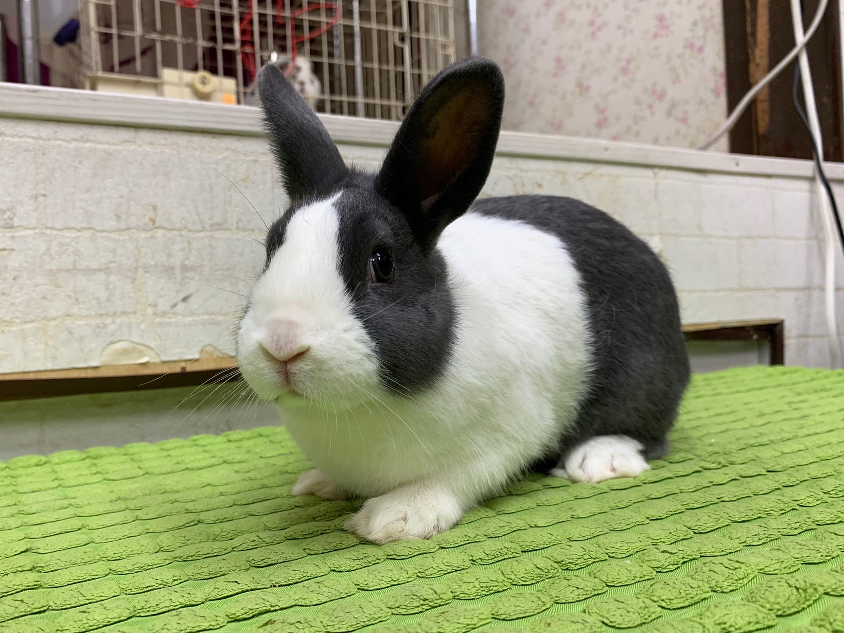 ダッチHD557 | うさぎの都