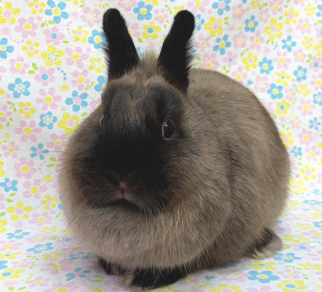 ネザーランドドワーフ A86 サイアミーズセーブル 女の子 うさぎ専門店