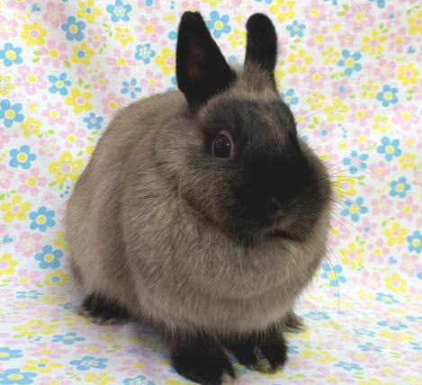 ネザーランドドワーフ A86 サイアミーズセーブル 女の子 うさぎ専門店