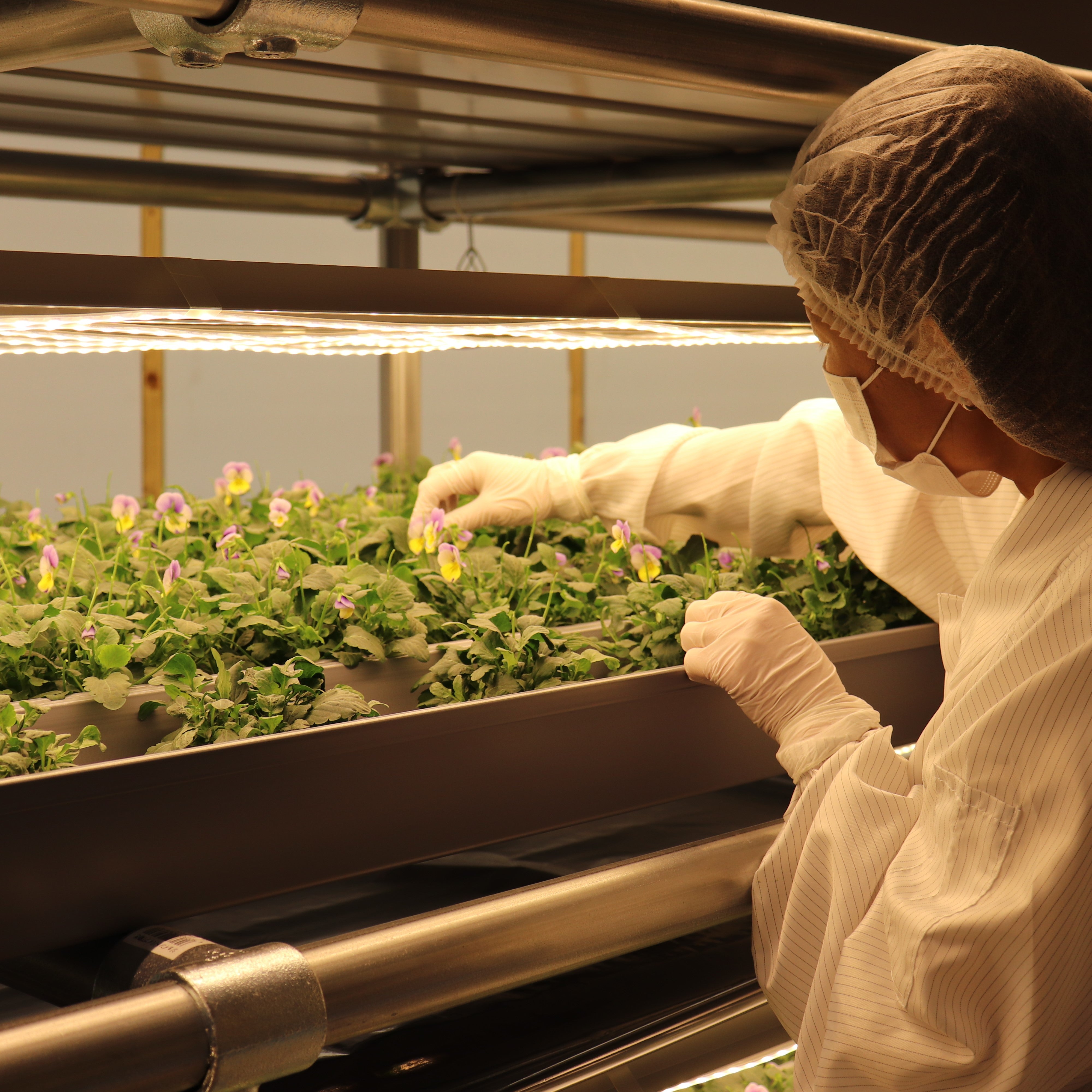 うずの華 食用花 エディブルフラワー ビオラ・Mix – うずの華