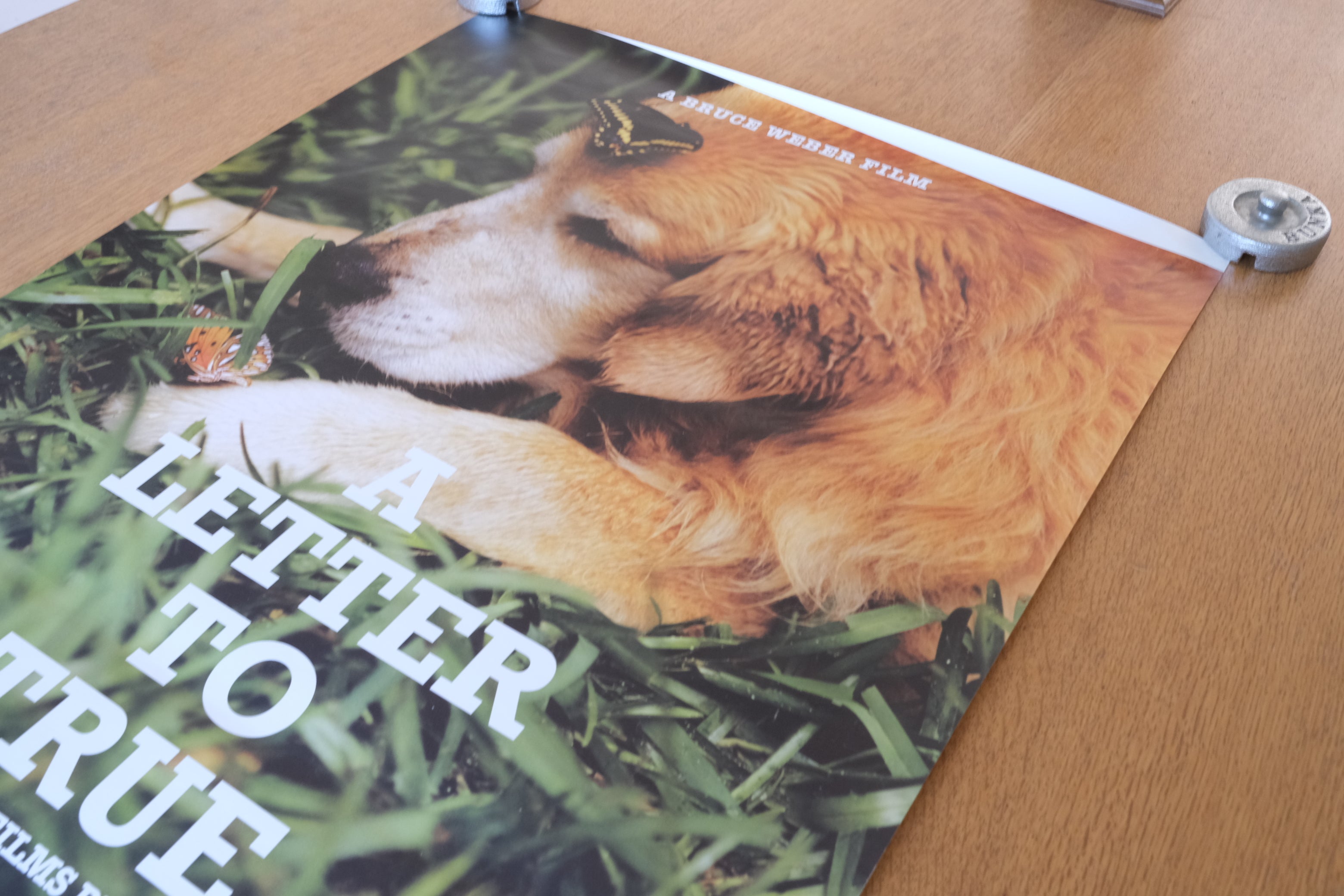 A LETTER TO TRUE｜トゥルーへの手紙』オリジナル映画ポスター（B2サイズ）