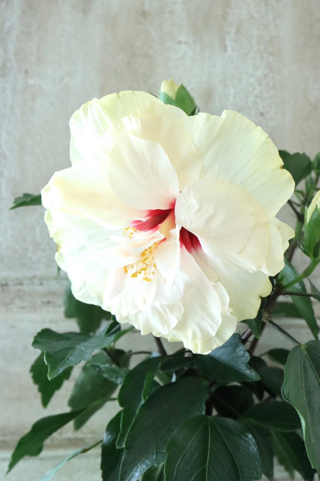 八重咲きハイビスカス 