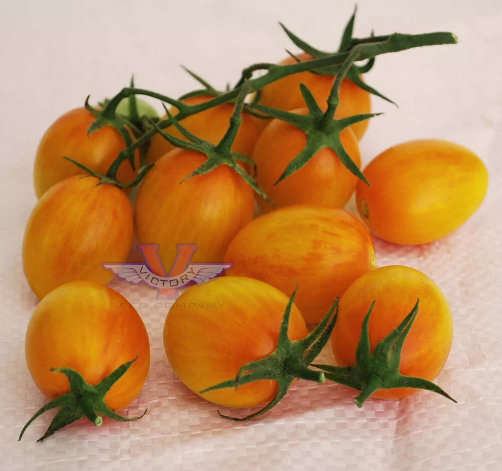 Sunset Torch F1 Tomato - Victory Seed Company
