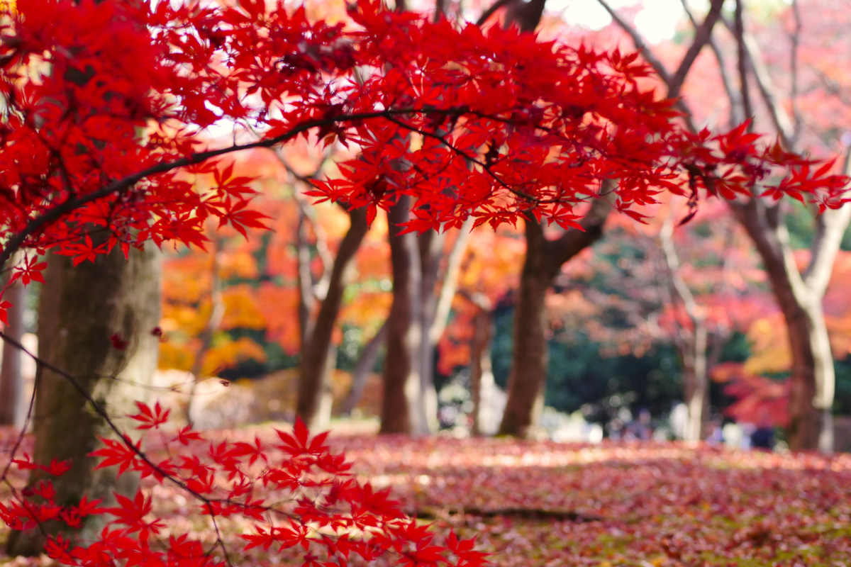 Colorful autumn leaves: The best parks in central Tokyo to enjoy