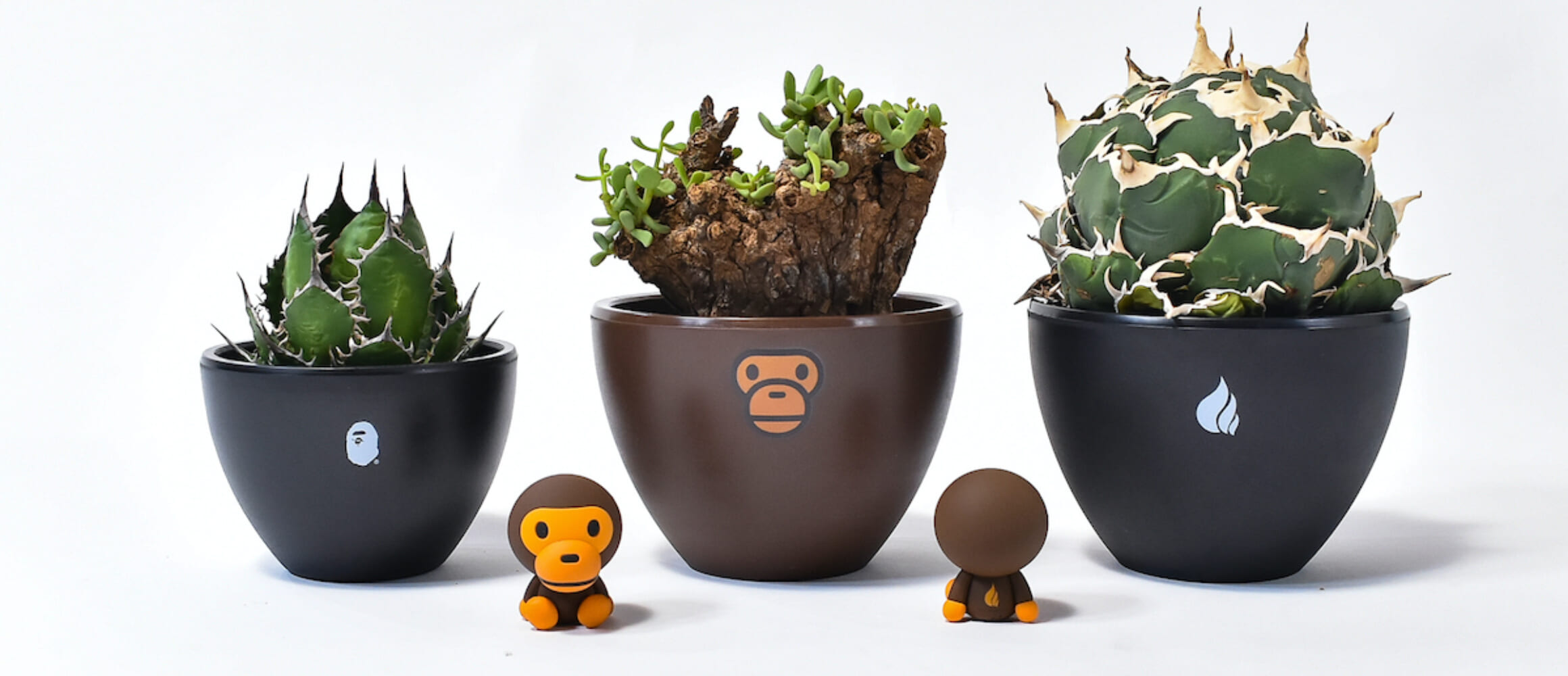 ア ベイシング エイプが希少植物プランツショップ「RAFLUM」 とコラボ