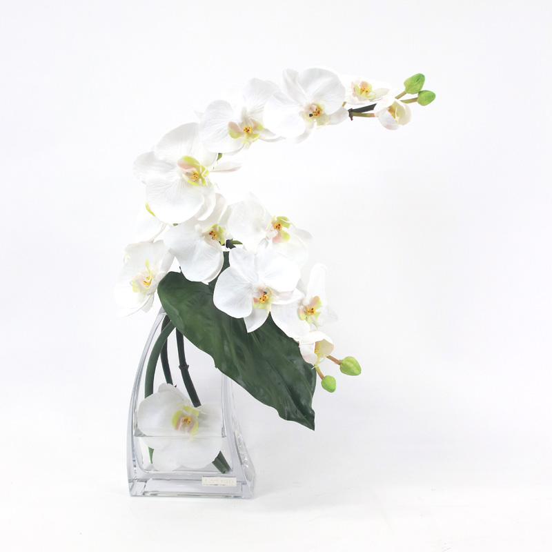 エミリオ・ロバ＞ファレノプシスL｜天満屋ネットショップ|デパ地下や