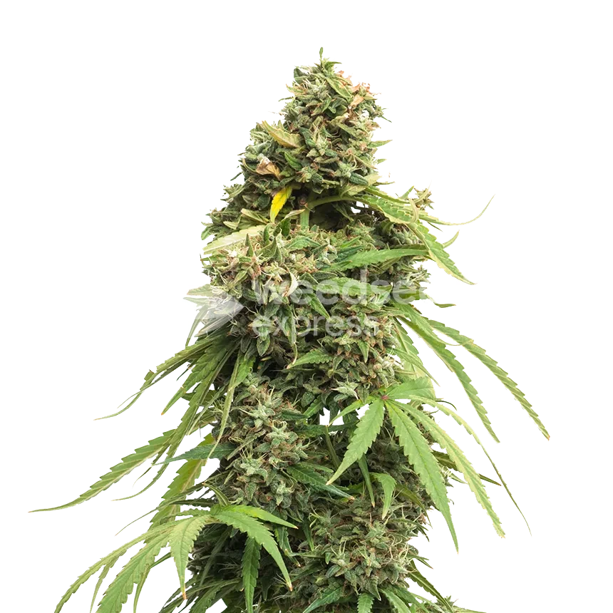 Tangie Feminised Cannabis Seeds - WSE NZ