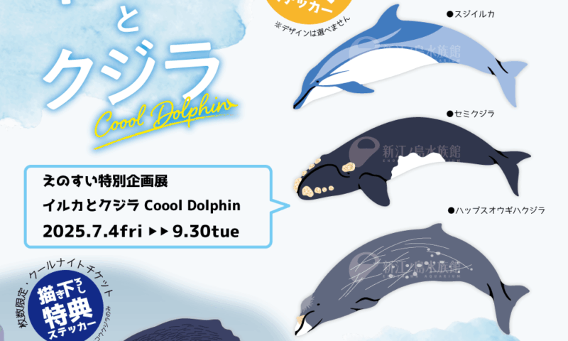 新江ノ島水族館 イルカとクジラ Cool Dolphinコラボステッカー | I