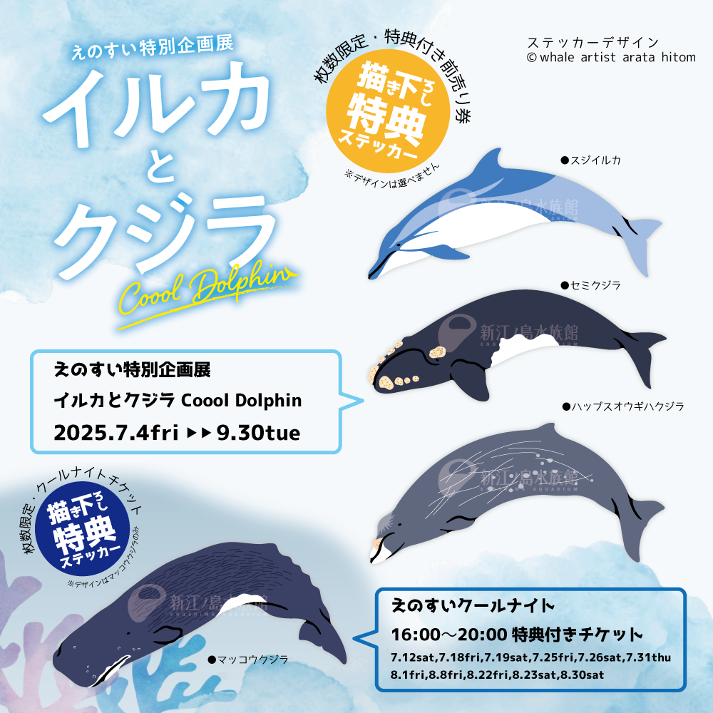 新江ノ島水族館 イルカとクジラ Cool Dolphinコラボステッカー | I